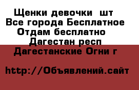 Щенки девочки 4шт - Все города Бесплатное » Отдам бесплатно   . Дагестан респ.,Дагестанские Огни г.